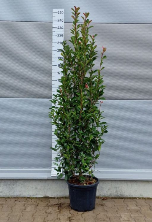 KORALLBERKENYE BOKOR 175/200 CM-PHOTINIA FRASERI RED ROBIN