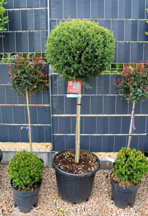 LEYLANDI CIPRUS GÖMB-CUPRESSOCYPARIS LEYL. CASTLEWELLAN GOLD