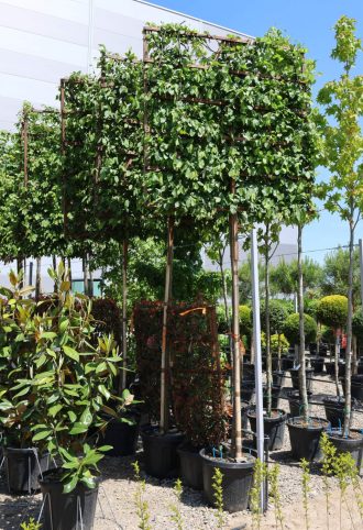 GYERTYÁN PANEL FA-CARPINUS BETULUS A.F. SPALLIERA 150x150