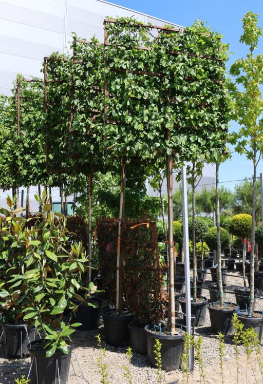 GYERTYÁN PANEL FA-CARPINUS BETULUS A.F. SPALLIERA 150x150