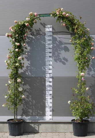RÓZSA BOLTÍV- ROSA IN VARIETA ARCH