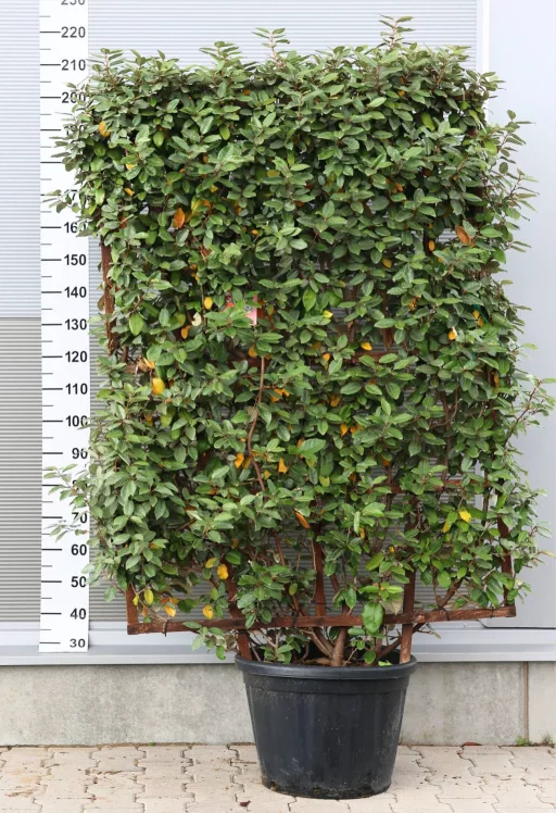 ÖRÖKZÖLD EZÜSTFA PANEL 160*110-ELAEAGNUS X EBBINGEI
