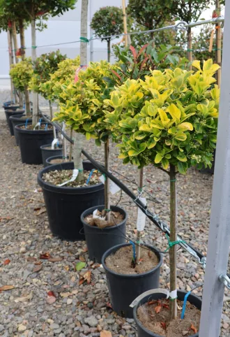   SÁRGATARKA JAPÁN KECSKERÁGÓ TÖRZSES 1/4-EUONYMUS JAPONICUS AUREA