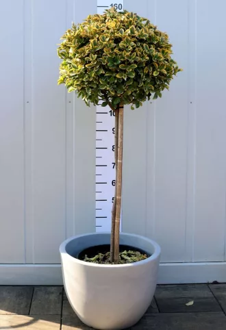 SÁRGATARKA JAPÁN KECSKERÁGÓ-EUONYMUS JAPONICUS AUREA