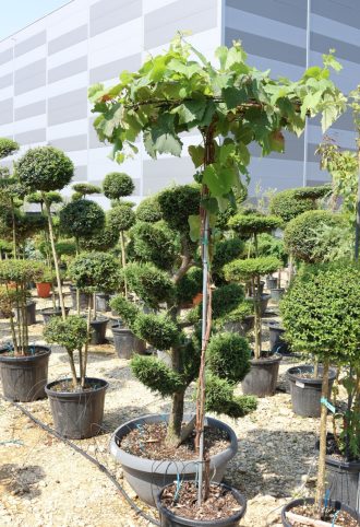 BORTERMŐ SZŐLŐ TÖRZSES-VITIS VINIFERA UMBRELLA