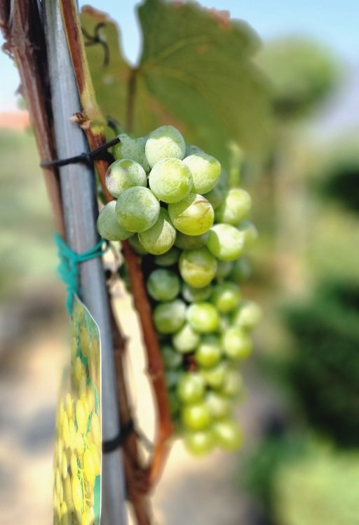 BORTERMŐ SZŐLŐ TÖRZSES-VITIS VINIFERA UMBRELLA