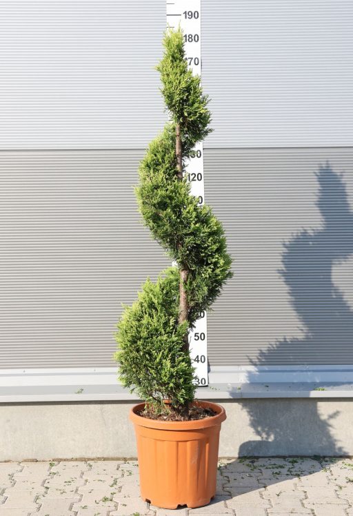 LEYLANDI CIPRUS SPIRÁL 30L-CUPRESSOCYPARIS LEYL. CASTLEWELLAN GOLD SPIRAL CLT 30