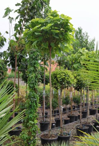 GÖMB SZIVARFA-CATALPA BUNGEI STANDARD C.10/12