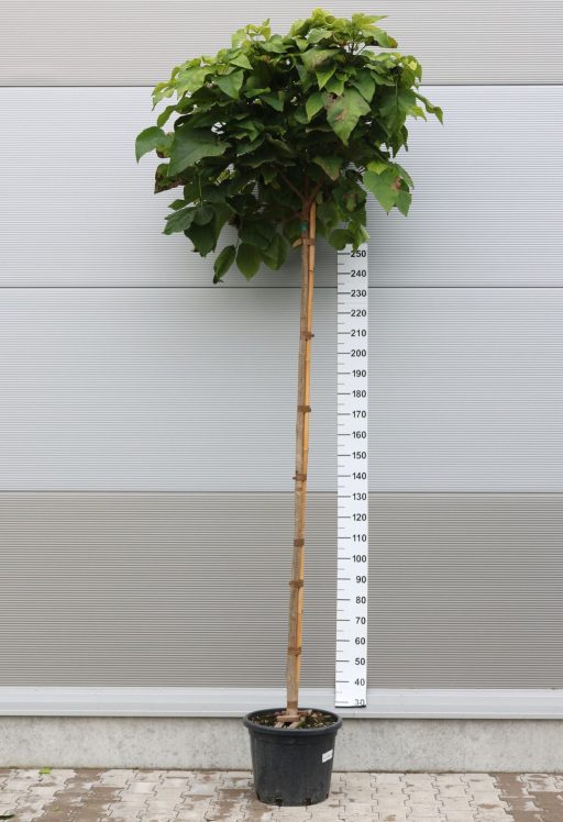 GÖMB SZIVARFA-CATALPA BUNGEI STANDARD C.10/12