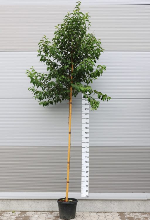 JAPÁN FAGYAL-LIGUSTRUM JAPONICUM STANDARD C.8/10