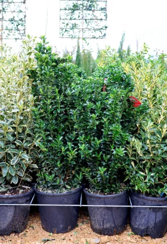   OSZLOPOS KECSKERÁGÓ BENKOMASAKI 9L-EUONYMUS JAPONICUS BENKOMASAKI