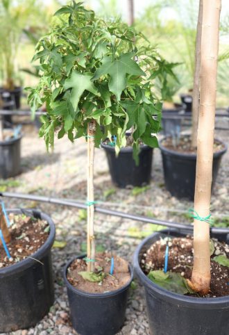   AMERIKA ÁMBRAFA GUMBALL 1/4-LIQUIDAMBAR STYRACIFLUA GUMBALL 1/4 STANDARD