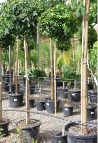   AMERIKAI ÁMBRAFA GUMBALL 3/4-LIQUIDAMBAR STYRACIFLUA GUMBALL 3/4 STANDARD