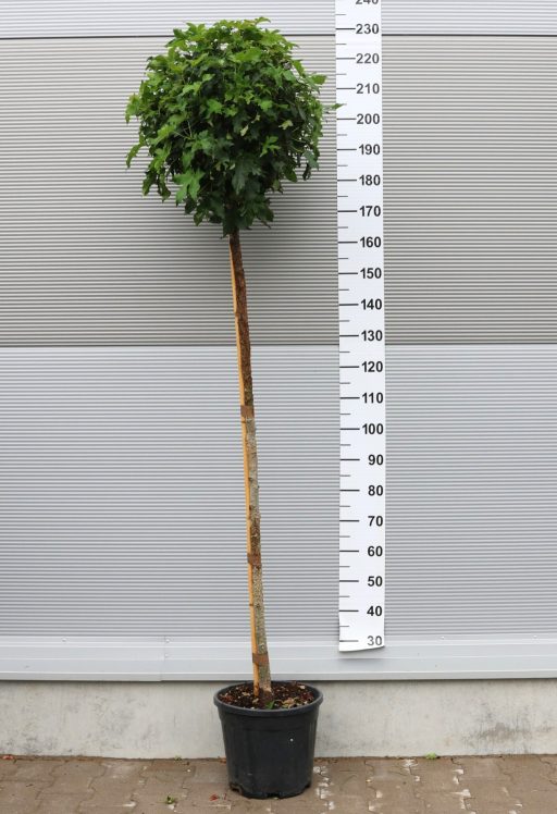 AMERIKAI ÁMBRAFA GUMBALL 3/4-LIQUIDAMBAR STYRACIFLUA GUMBALL 3/4 STANDARD