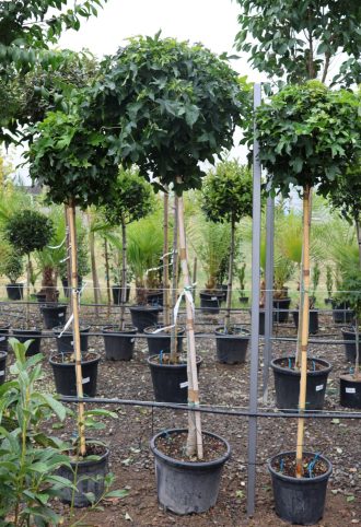   AMERIKAI ÁMBRAFA GUMBALL 1/2-LIQUIDAMBAR STYRACIFLUA GUMBALL 1/2 STANDARD CLT 30