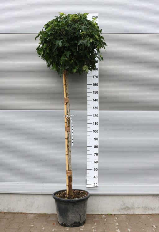 AMERIKAI ÁMBRAFA GUMBALL 1/2-LIQUIDAMBAR STYRACIFLUA GUMBALL 1/2 STANDARD CLT 30