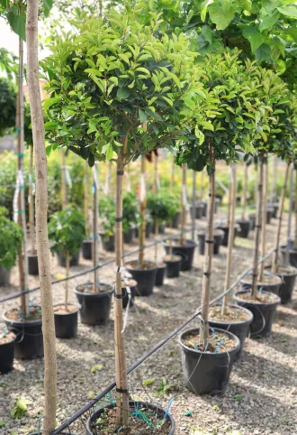   KORALLBERKENYE RED ROBIN TÖRZSES 30L-PHOTINIA FRASERI RED ROBIN 1/2 STANDARD CLT 30
