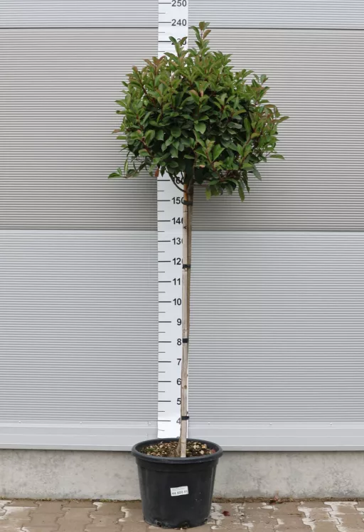 KORALLBERKENYE RED ROBIN TÖRZSES 30L-PHOTINIA FRASERI RED ROBIN 1/2 STANDARD CLT 30