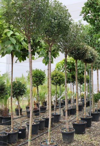 GÖMB CSEPLESZMEGGY-PRUNUS FRUTICOSA GLOBOSA  C.10/12