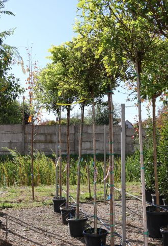 GÖMBAKÁC-ROBINIA PSEUDOACACIA UMBRACULIFERA