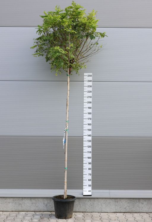 GÖMBAKÁC-ROBINIA PSEUDOACACIA UMBRACULIFERA