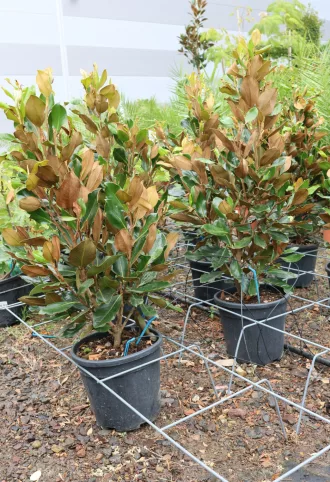   ÖRÖKZÖLD MAGNÓLIA BOKOR-MAGNOLIA GRANDIFLORA LITTLE GEM BUSH CLT 9