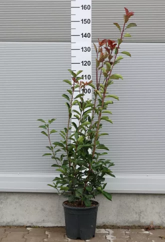 KORALLBERKENYE RED ROBIN 9L-PHOTINIA FRASERI RED ROBIN 