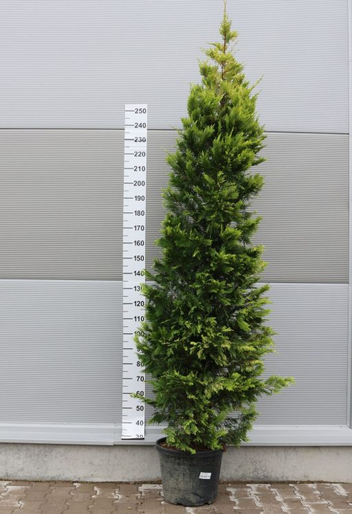 LEYLANDI CIPRUS GOLD RIDER 200/+ -CUPRESSOCYPARIS LEYLANDII GOLD RIDER