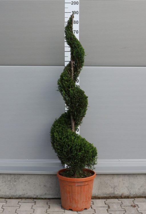 LEYLANDI CIPRUS CASTLEWELLAN GOLD SPIRÁL 140 CM- CUPRESSOCYPARIS LEYL. CASTLEWELLAN GOLD SPIRALE 