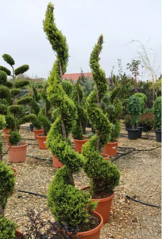   LEYLANDI CIPRUS GOLD RIDER SPIRÁL 160 CM- CUPRESSOCYPARIS LEYLANDII GOLD RIDER SPIRALE