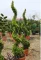 LEYLANDI CIPRUS GOLD RIDER SPIRÁL 160 CM- CUPRESSOCYPARIS LEYLANDII GOLD RIDER SPIRALE