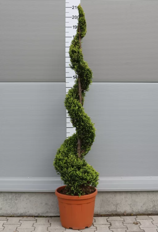 LEYLANDI CIPRUS GOLD RIDER SPIRÁL 160 CM- CUPRESSOCYPARIS LEYLANDII GOLD RIDER SPIRALE