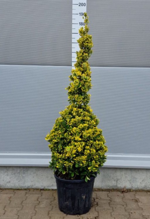 SÁRGATARKA KECSKERÁGÓ BOKOR 30L- EUONYMUS JAPONICUS AUREA 