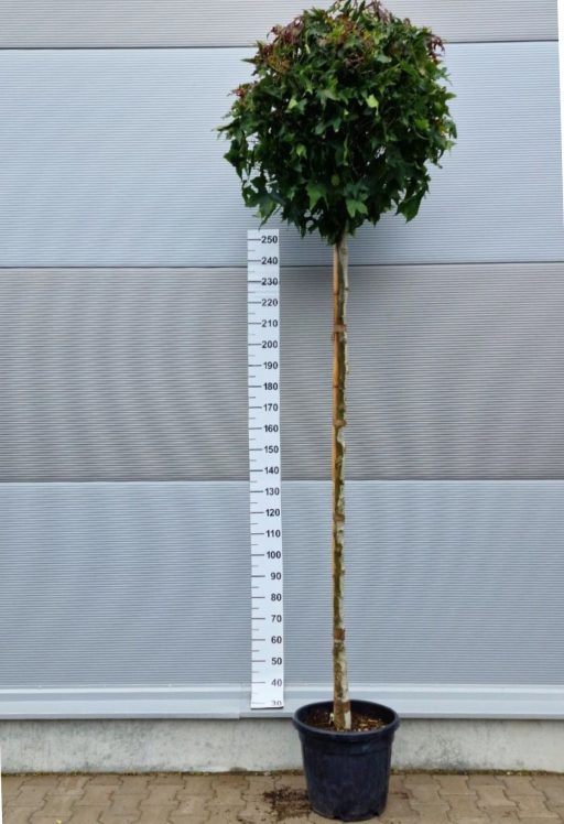 AMERIKAI ÁMBRAFA GUMBALL 8/10-LIQUIDAMBAR STYRACIFLUA GUMBALL 8/10