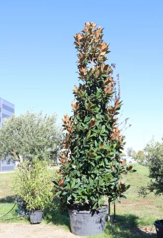   MAGNOLIA BOKOR 300/350 CM-MAGNOLIA GRANDIFLORA GALLISONIENSIS 