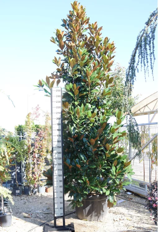 MAGNOLIA BOKOR 300/350 CM-MAGNOLIA GRANDIFLORA GALLISONIENSIS 