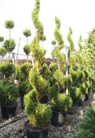 LEYLANDI SPIRÁL 230 CM- CUPRESSOCYPARIS LEYLANDII 
