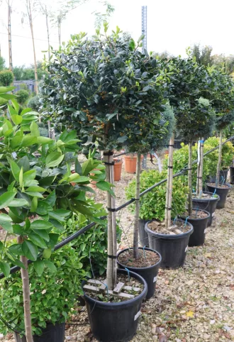   MAGYAL NELLIE R. STEVENS 1/2-ILEX MUTCHAGARA NELLIE R.STEVENS