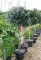 MAGYAL NELLIE R. STEVENS 1/2-ILEX MUTCHAGARA NELLIE R.STEVENS