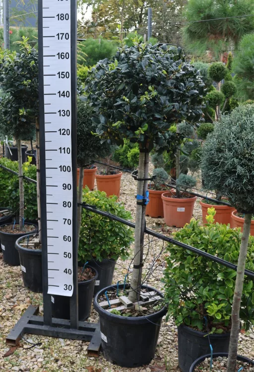 MAGYAL NELLIE R. STEVENS 1/2-ILEX MUTCHAGARA NELLIE R.STEVENS