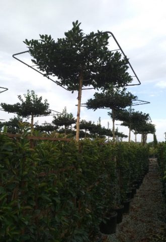 MAGYAL ESERNYŐFA- ILEX MUTCHAGARA NELLIE R. STEVENS