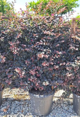   KÍNAI ROJTOSVIRÁG BLACK PEARL PANEL 120X70-LOROPETALUM CHINENSIS BLACK PEARL