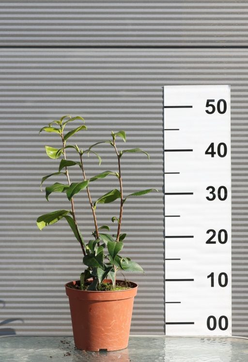 JAPÁN KAMÉLIA 3L-CAMELLIA JAPONICA IN VARIETA