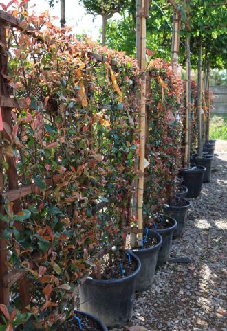   KORALLBERKENYE PANEL 120*70-PHOTINIA FRASERI ROBUSTA COMPACTA
