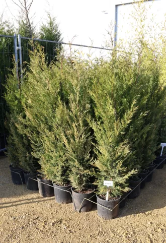 LEYLANDI CIPRUS 9L-CUPRESSOCYPARIS LEYLANDII BUSH