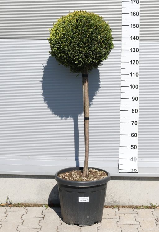 LEYLANDI CIPRUS CASTLEWELLAN GOLD 1/2- CUPRESSOCYPARIS LEYL CASTLEWELLAN GOLD