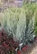 ARIZÓNAI CIPRUS BOKOR 3L- CUPRESSUS ARIZONICA FASTIGIATA BUSH