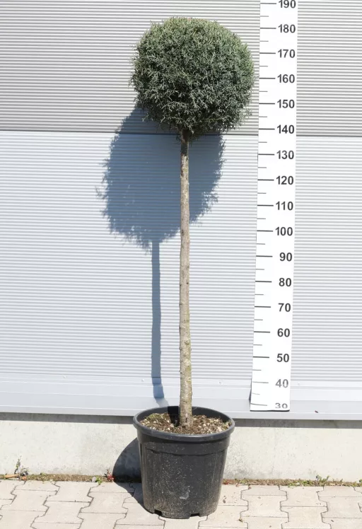 ARIZÓNAI CIPRUS MAGASTÖRZSŰ 1/2- CUPRESSUS ARIZONICA FASTIGIATA