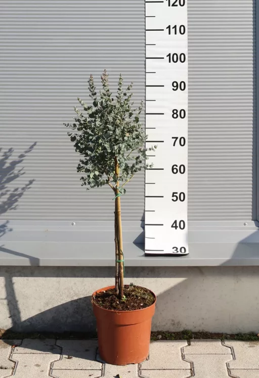 EUKALIPTUSZ GUNNII TÖRZSES 1/4- EUCALYPTUS GUNNII