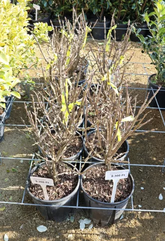 SZÁRNYAS KECSKERÁGÓ 9L- EUONYMUS ALATUS BUSH
